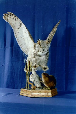 taxidermy stuffed owls for sale